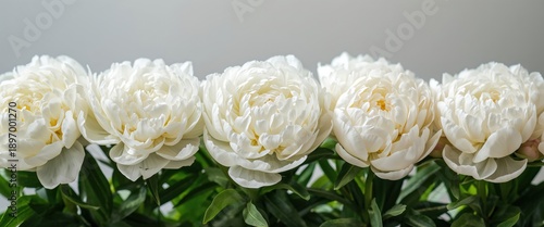 Row of Elegant White Peonies in Full Bloom: Fresh, Delicate, and Beautiful