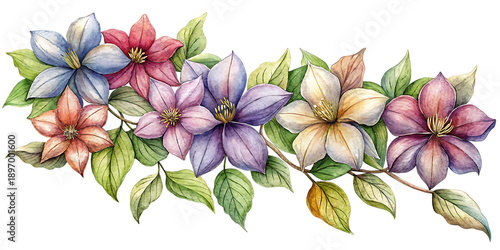 Watercolor painting of a vibrant bouquet of delicate clematis flowers on black background