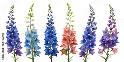 Vibrant delphinium flowers in various colors against black background