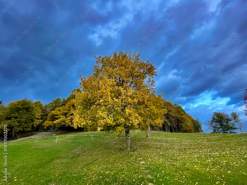 Fototapeta premium Beautiful tree in amazing autumn colors on a green meadow under dark blue clouds