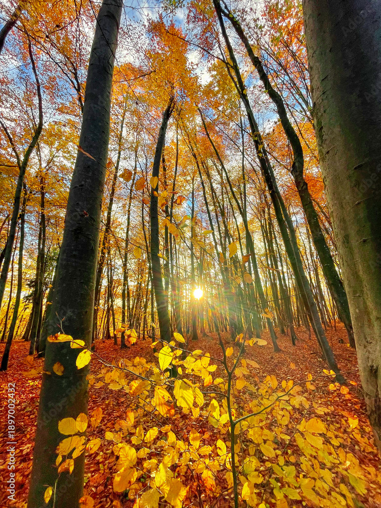 Naklejka premium Sun shining through colorful forest trees in vibrant shades of autumn season