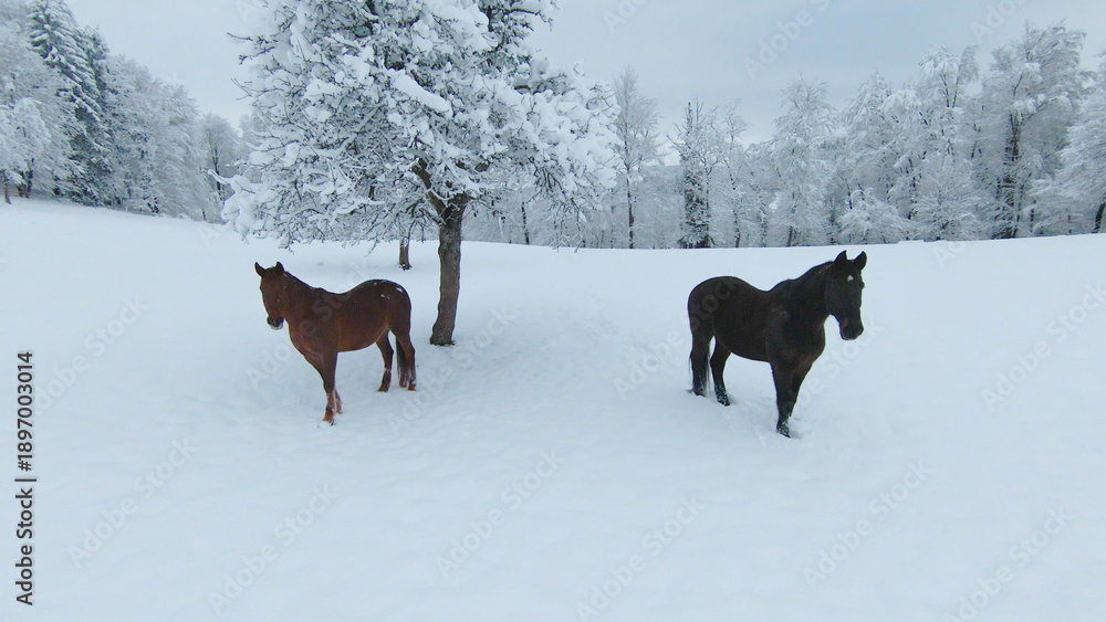 Fototapeta premium AERIAL: Two brown horses standing next to snowy apple tree on a white pasture
