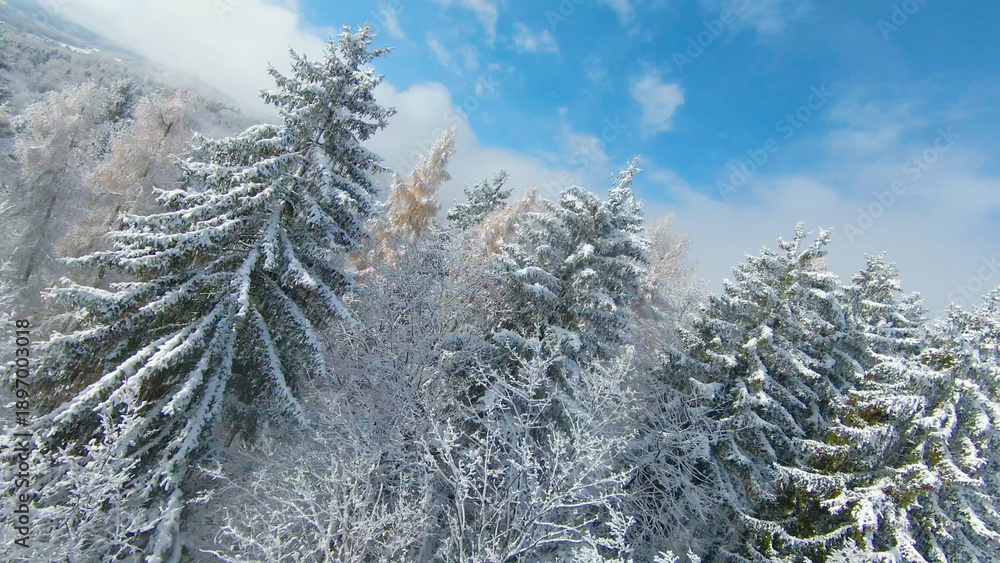 Fototapeta premium AERIAL: Snow-covered forest treetops on a late autumn day after early snowfall