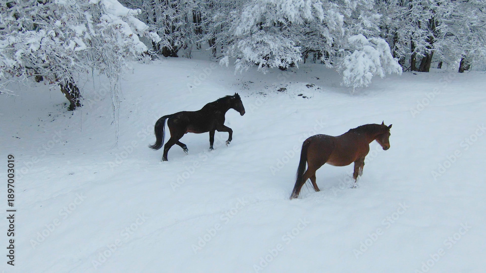 Fototapeta premium AERIAL: Two beautiful brown horses walking on a freshly snow-covered meadow
