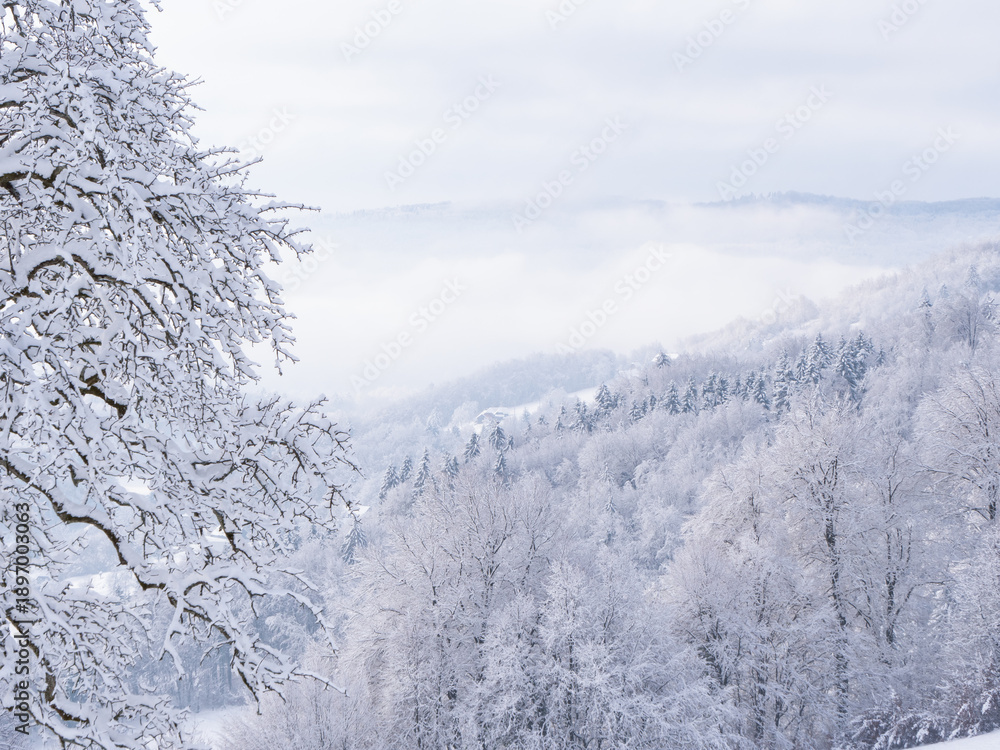 Fototapeta premium Beautiful view of snow-covered hilly countryside after freshly fallen snow