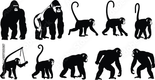 Monkey and gorilla silhouettes set in different poses, black vector illustration isolated on white background, wildlife primate collection