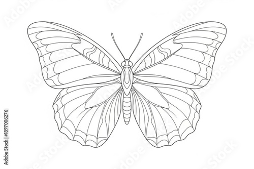 butterfly vector illustration