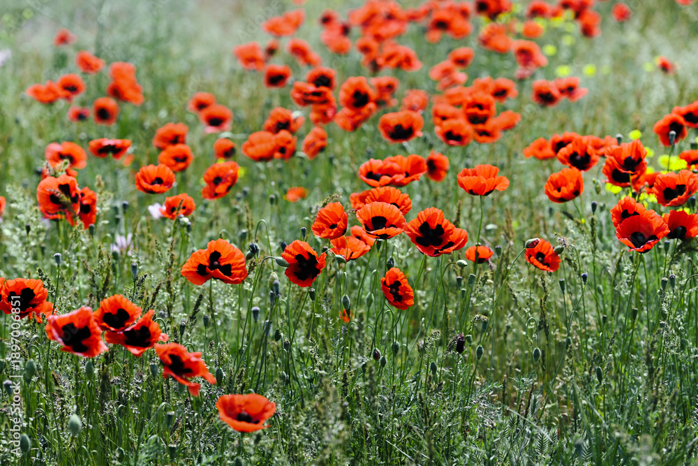 Obraz premium Large red poppies in the Astrakhan steppe, Astrakhan region of Russia