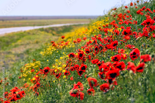 Bright poppies along the road in the rays of sun, Astrakhan region of Russia