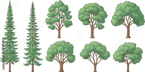 A diverse collection of cartoon trees featuring both tall evergreen conifers and lush broadleaf deciduous varieties illustrated on white.