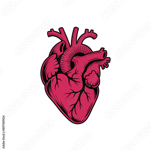 Anatomical Heart Illustration with Detailed Veins and Arteries.