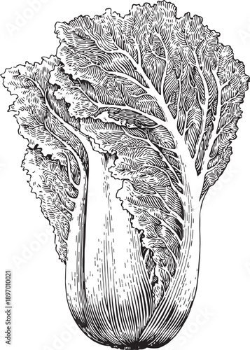Fresh Napa Cabbage Captured In Detailed Vintage Black And White Botanical Sketch Style