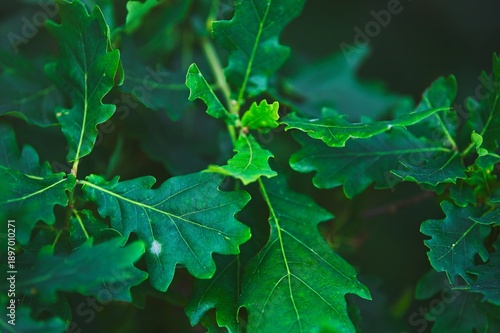 Obraz na plátně Green oak leaves