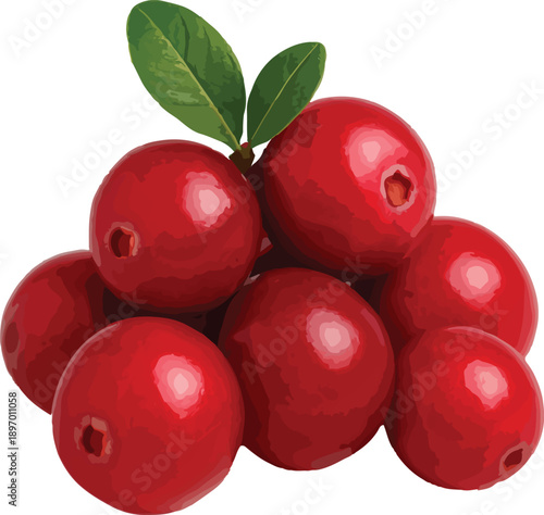 Pile Of Red Lingonberries With Green Leaves On White Background Keywords: lingonberry, berries