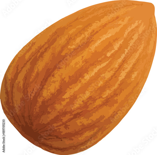 Single Almond Nut on White Background brown oval
