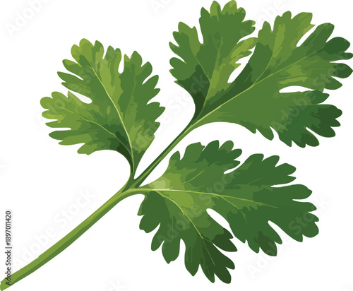 Single Sprig of Fresh Green Cilantro on White Background