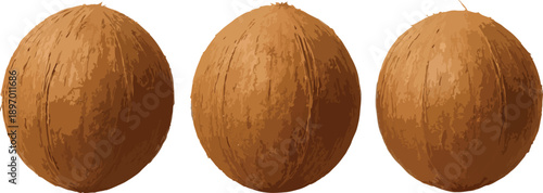 Three Brown Coconuts on White Background fruit tropical