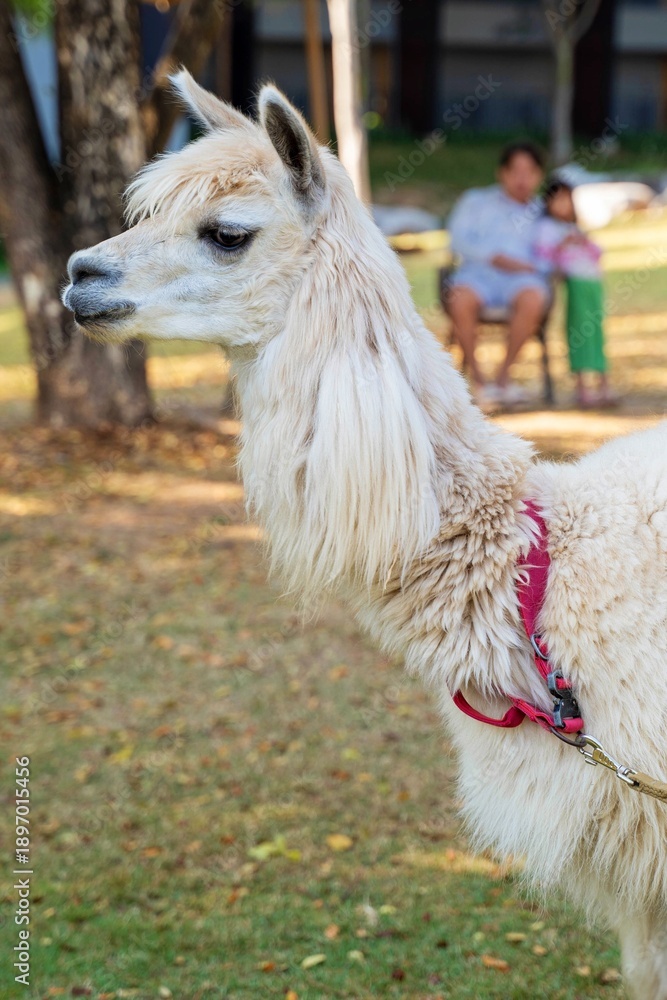Fototapeta premium White Albaka in Northeastern Thailand.