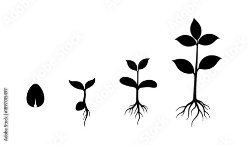 Plant growth from seed silhouette vector illustration isolated on white