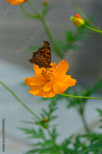 Close-up of blooming flower in nature with vibrant colors.