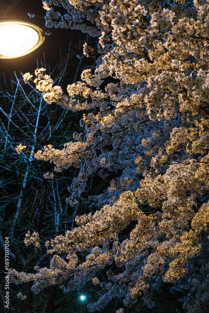 Obraz premium Beautiful blooming flowers in nature featuring seasonal beauty and vibrant colors.