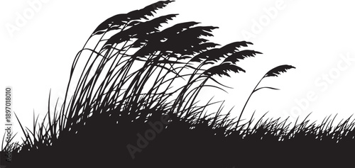 Silhouette of grass and plants on white background illustration