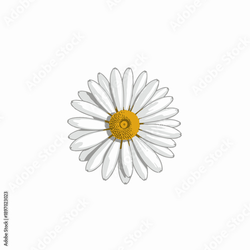 Close-Up Image of a Single White Daisy with Yellow Center Against a Simple White Background Emphasizing Its Delicate Petals and Natural Beauty