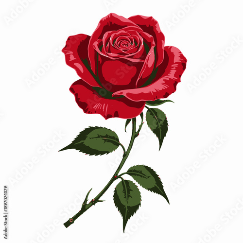 Vibrant Close-Up of a Blooming Red Rose with Detailed Petals and Green Leaves on a Thorny Stem Set Against a White Background