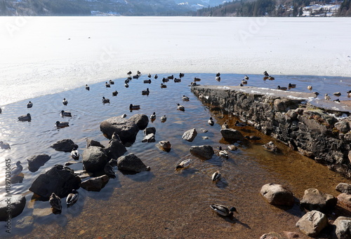 Enten am Ufer des Titisees im Winter