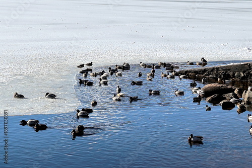 Enten am Ufer des Titisees im Winter