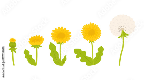 Collection of dandelion flowers with stems and leaves in different stages. Perfect for botanical and spring designs. Flat vector illustration.