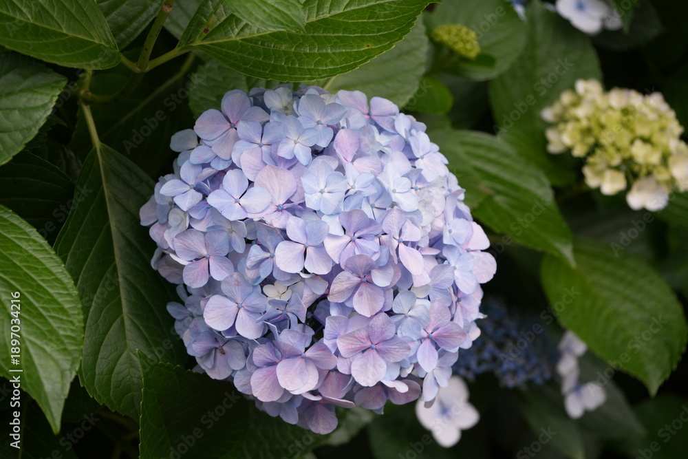 Obraz premium blue hydrangea flowers