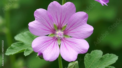 Light purple flower blooming against a vibrant green background