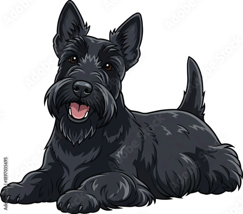 Scottish Terrier dog lying down relaxed happy facing front