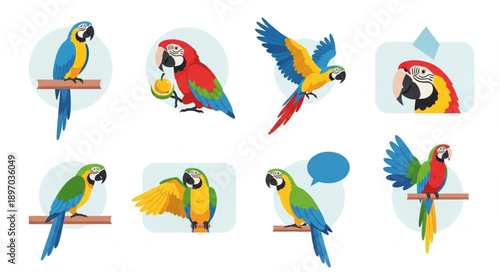 Collection of colorful macaws in various poses and actions.