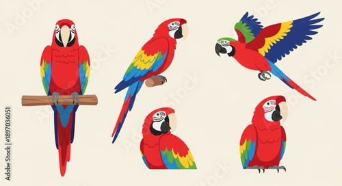 Collection of colorful macaws in different poses.
