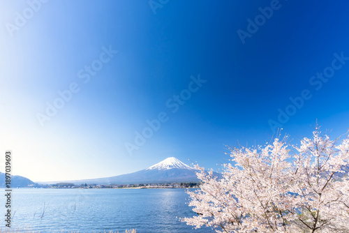 富士山・河口湖 満開の桜