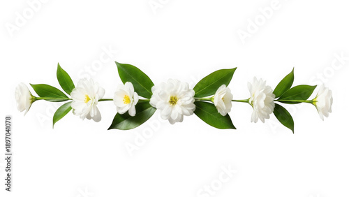 Beautiful white jasmine flowers with green leaves isolated on transparent background