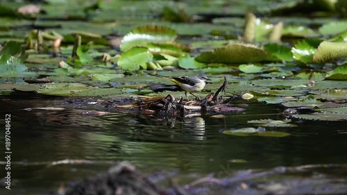 Gebirgsstelze auf dem See, suchend nach Futter