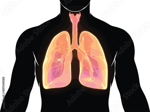 Human lungs anatomy illustration inside male torso showing respiratory system structure trachea bronchi and lung function medical education healthcare science diagram isolated on white background