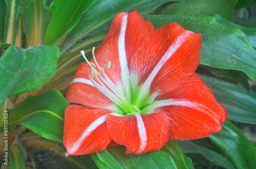 Bilde på lerret Hippeastrum, Amaryllis 'Minerva' in winter garden