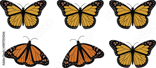 Monarch butterfly collection, six detailed butterfly vector illustrations, top and side views, realistic wing patterns, orange and yellow variants, nature clipart set for designers