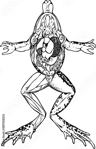 Frog Anatomy Illustration Showing Internal Organs for Science Education