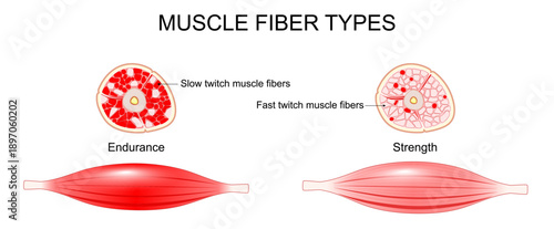 Structure of a muscle. Fast twitch muscle fibers and Slow twitch muscle fibers.