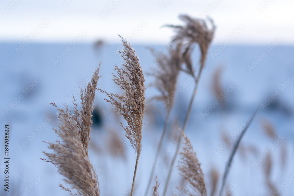 Obraz premium Wind rustling through reeds at dusk in a quiet winter landscape