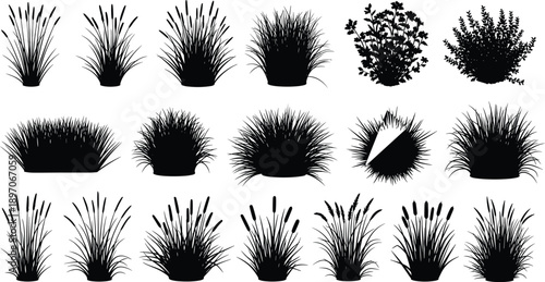 WebBlack vector silhouette set of swamp grasses and cattails for concepts of wetland nature lake plants river environment and landscaping,