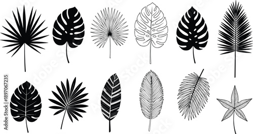WebBlack vector silhouette and line art set of tropical palm leaves for concepts of summer nature botanical branding and exotic
