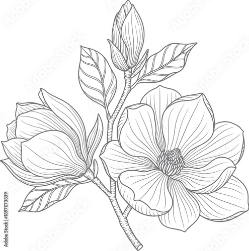 Magnolia branch drawing features two large open flowers and one prominent closed bud with textured leaves rendered in fine line.
