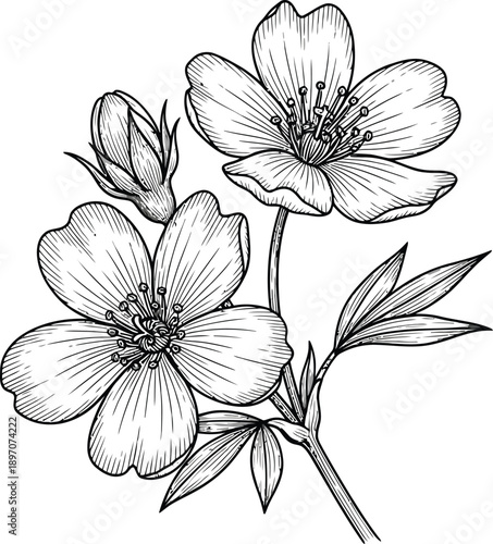 Detailed engraving style sketch displays two open blossoms and one tightly closed bud on a flowering branch with accompanying.