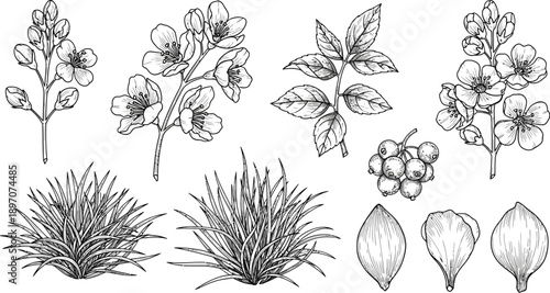 A collection of detailed black and white botanical drawings illustrates various flower buds, leaves, grasses, and berry clusters on.